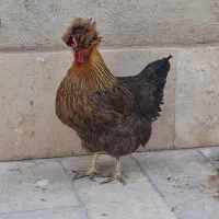 فروش مرغ رسمی سلطان|حیوانات مزرعه|قم, انسجام|دیوار