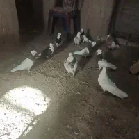 کفتر|پرنده|سبزوار, شهرک ابوذر|دیوار