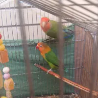 طوطی