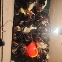 فروش جوجه گلین لری|حیوانات مزرعه|مشهد, امیر المومنین|دیوار