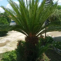 سیکاس ۱۸ساله