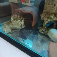 جفت ماهی کت چوبی مولد|ماهی|پرند, فاز ۴|دیوار