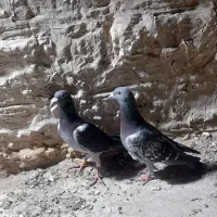 دو جفت کبوتر مسافتی