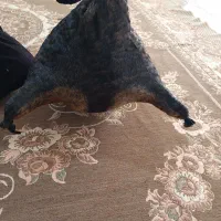 هیزه|ظروف نگهدارنده، پلاستیکی، یک‌بارمصرف|کوهدشت, |دیوار