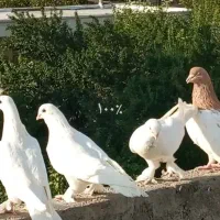 تعدادی کبوتر