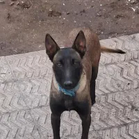 مالینویز نگهبان