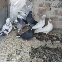 کبوتر فروشی