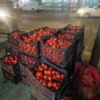 گوجه ربی کیلو ۴۲۰۰۰