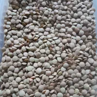نخود وعدس پلویی محلی