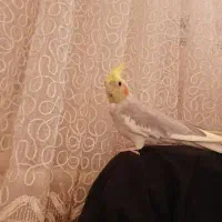 عروس هلندی ماده|پرنده|اسدآباد, |دیوار