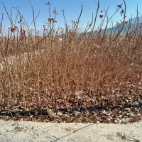 نهال پسته|خدمات باغبانی و درختکاری|حنا, |دیوار