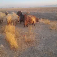 یه کهره چپش تخمی ویه راس بز چاق|حیوانات مزرعه|مرودشت, رامجرد یک|دیوار