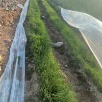 نهال پیاز|گل و گیاه طبیعی|جیرفت, |دیوار