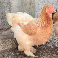 مرغ برهما