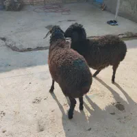 بره بره|حیوانات مزرعه|پیشوا, |دیوار