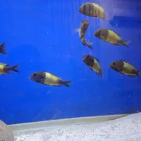 گله ۹ تایی تروفعوس موری ایکولا مولد ۲۷ ماههF1