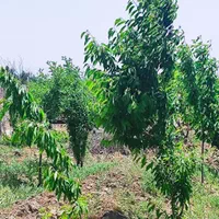 باغچه ۷۰۰متری با درختان مثمر (تنکمان)|فروش زمین و ملک کلنگی|کرج, کوی کارمندان جنوبی|دیوار