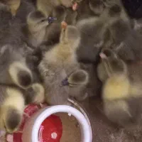 جوجه غاز دو روزه