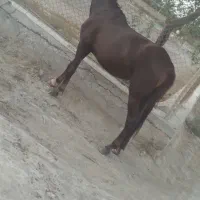 سلام خدمت اسب سواران مادیون کحیلان|اسب و تجهیزات اسبسواری|آبادان, |دیوار