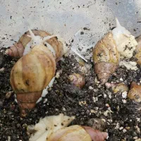 حلزون کلاژن ساز آچاتینو آلبینو