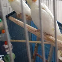 یک جفت عروس هلندی با جوجه ها به فروش میرسد