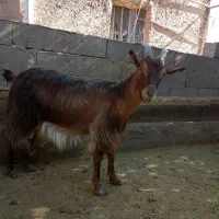 بز  چاق