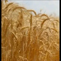 گندم سیروان بوجاری نشده