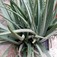 گل آلوورا به فروش میرسد