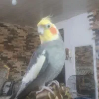 عروس هلندی مولد باقفس بزرگ