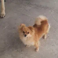 سگ پاکوتاه|سگ|گنبد کاووس, |دیوار