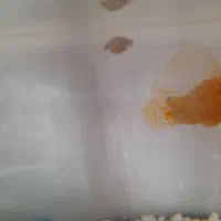 قبول واگذاری ماهی رایگان|ماهی|قم, منبع آب|دیوار