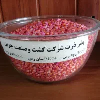 توزیع سراسری بذرذرت علوفه ای