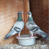 کبوتر مسافتی