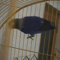 برزیلی ماده کاربنی وارداتی|پرنده|اردبیل, |دیوار