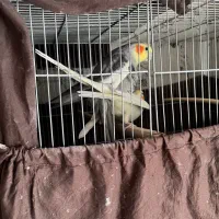 عروس هلندی جفت|پرنده|ری, منصوریه منگل|دیوار