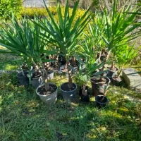 گل یوکا|گل و گیاه طبیعی|کوهستان, |دیوار