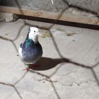 کبوتر