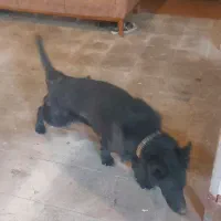 واگذاری سگ ژرمن شپرد بلک اصل|سگ|قم, کلهری|دیوار