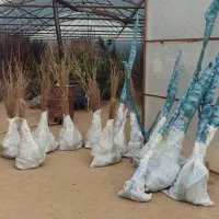 فروش نهال های پر بار