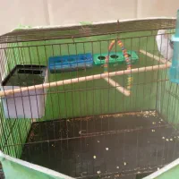 مرغ عشق با قفس