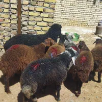 قوچ بره ماده جهت داشتی میش وشیشک|حیوانات مزرعه|قزوین, |دیوار