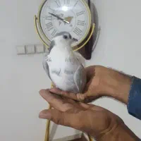 کبوتر|پرنده|قرچک, مهدیه|دیوار