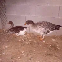 غاز ۹ماهه تخم گذار|پرنده|گتوند, |دیوار