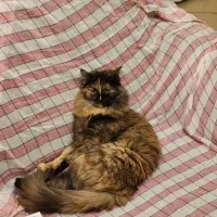 واگذرای گربه پرشین