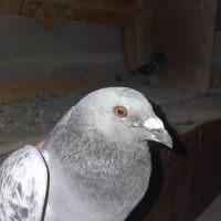 هشت جفت کبوتر پلاکی تخم گذارسالم|پرنده|ایذه, |دیوار