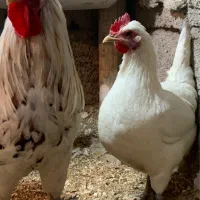 تخم نطفه دار گلین|حیوانات مزرعه|دهگلان, |دیوار