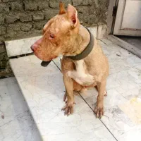 گمشده|حیوانات|گرگان, |دیوار