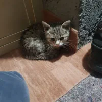 بچه گربه نر سه ماهه|گربه|تیکمه داش, |دیوار