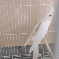 عروس هلندی و گرینچیک