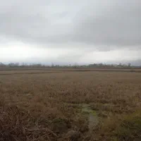 4800مترشالیزار